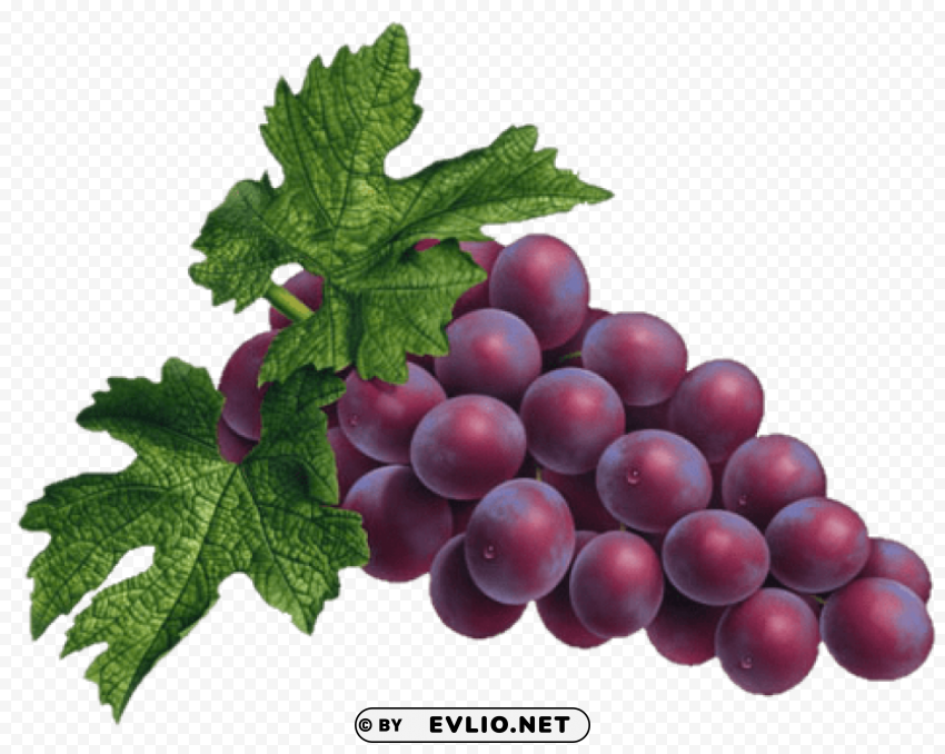 red grapes PNG Graphic Isolated on Clear Background