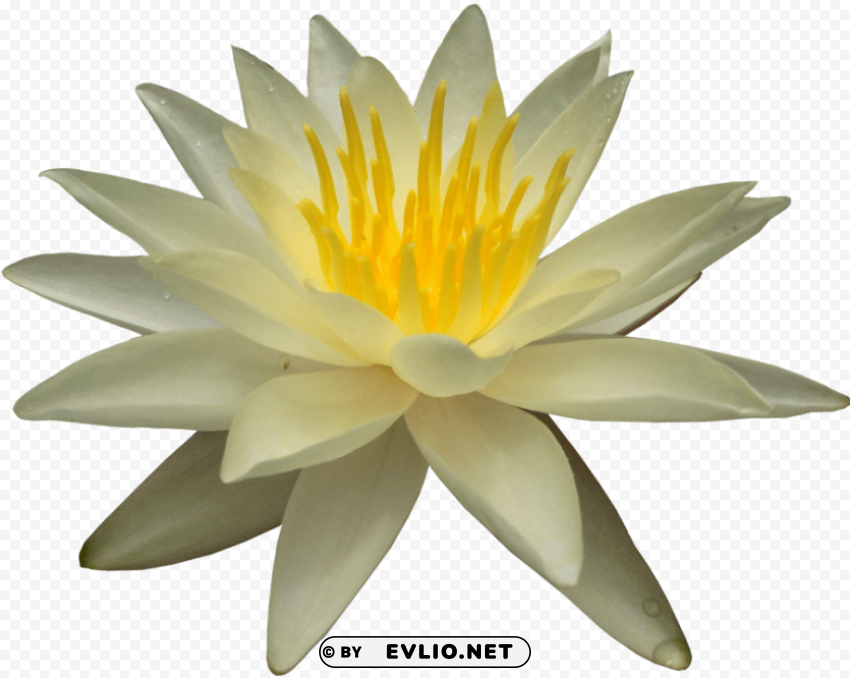 water lily PNG Image with Isolated Element