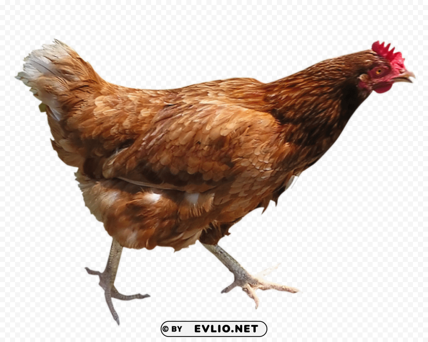 chicken PNG graphics for free