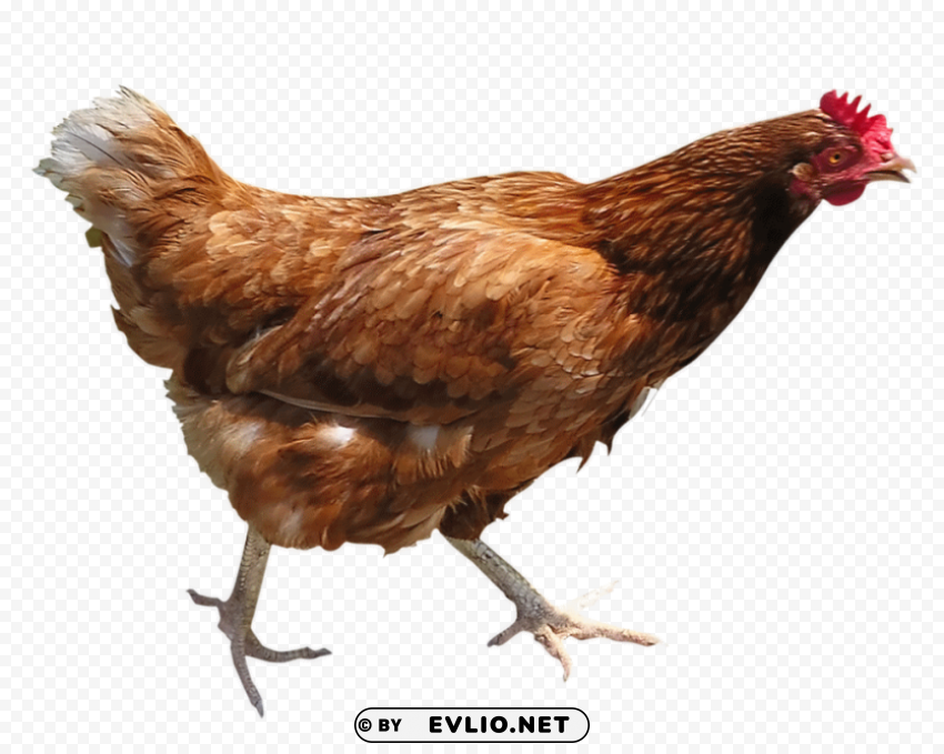 cock ClearCut Background PNG Isolated Subject