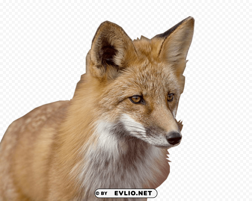 Foxy - High-Resolution Image - ID 60562517 Isolated Design Element in HighQuality Transparent PNG