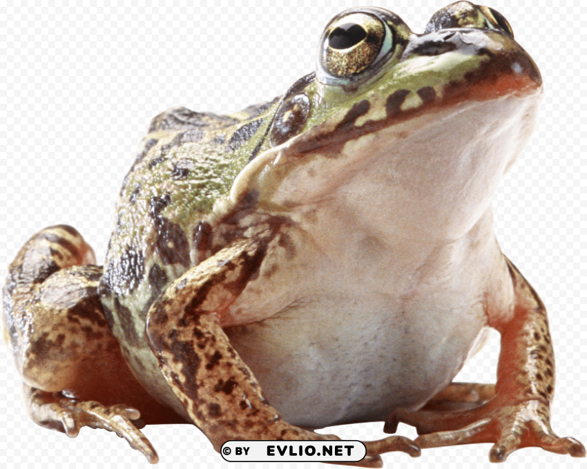 frog Isolated Icon on Transparent PNG
