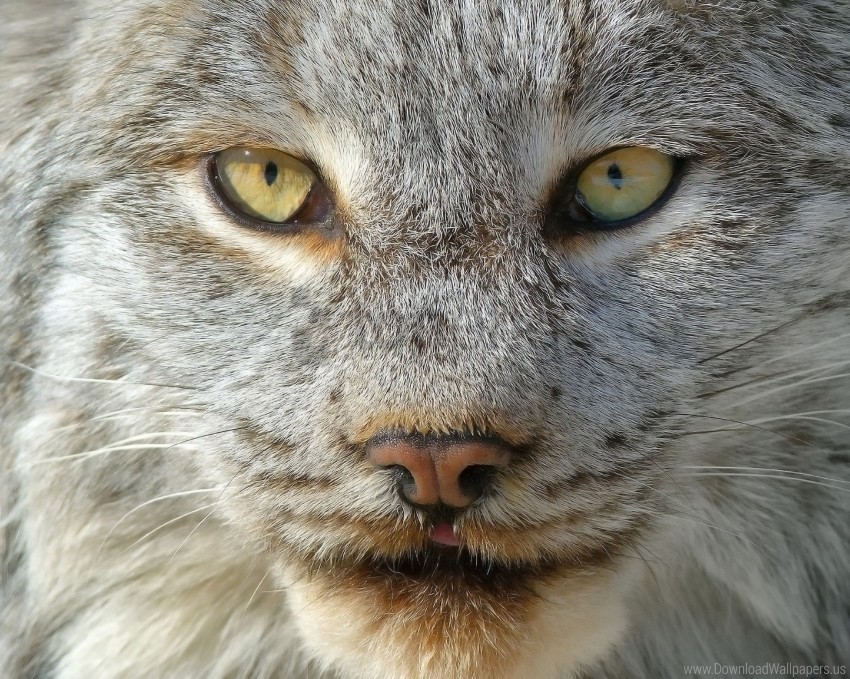 lynx muzzle nose predator wallpaper PNG images with no background comprehensive set