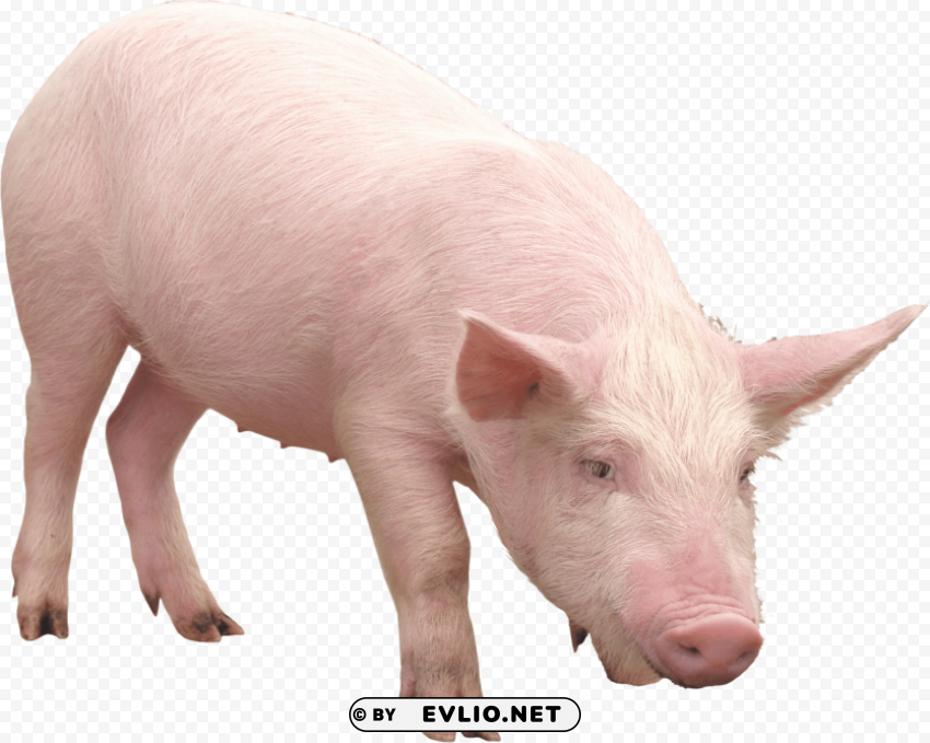 Pink Pig PNG Image With No Background