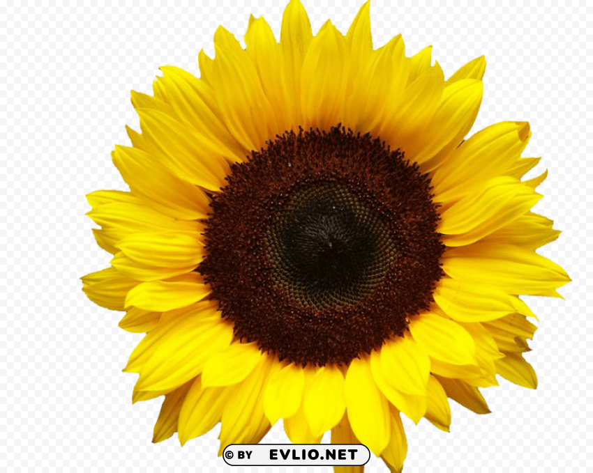 sunflowers PNG Object Isolated with Transparency