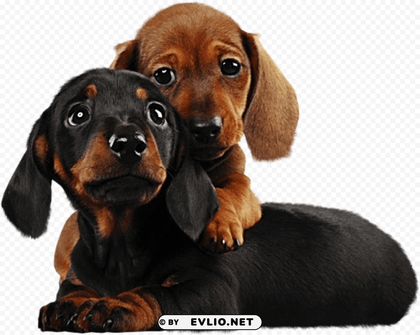 two cute puppies Isolated Illustration on Transparent PNG