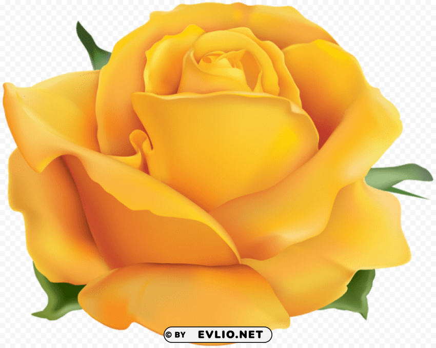 yellow rose Isolated Graphic on HighQuality Transparent PNG