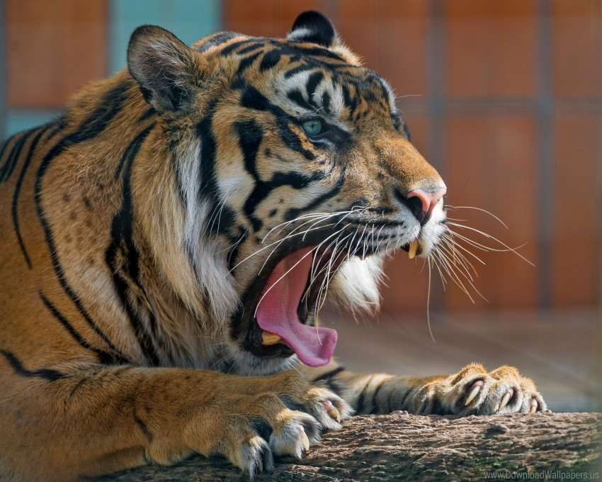 aggression mouth predator tiger yawn wallpaper PNG transparent designs