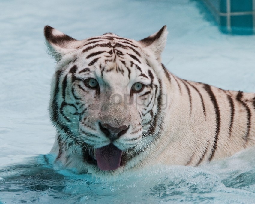 albino big cat face predator swim tiger water wallpaper PNG for personal use