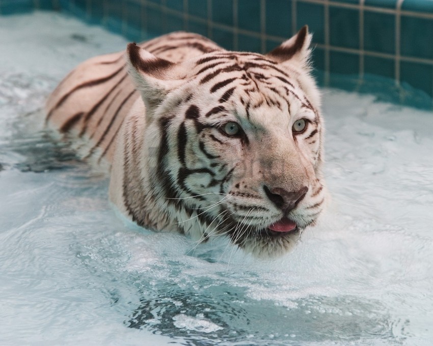 albino big cat swim tiger water wallpaper Clear Background Isolation in PNG Format