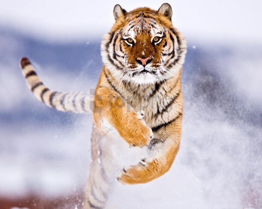 amur snow tiger wallpaper PNG without watermark free