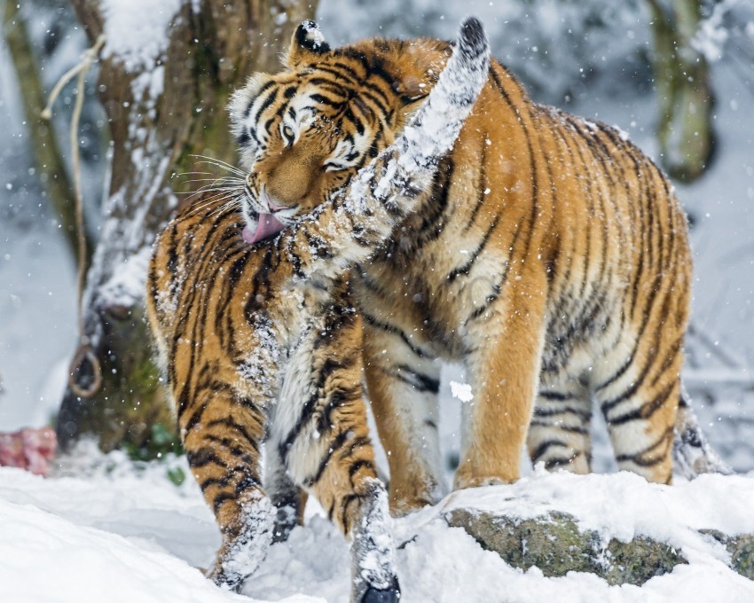 amur tiger baby big cat predators snow wallpaper PNG transparent vectors