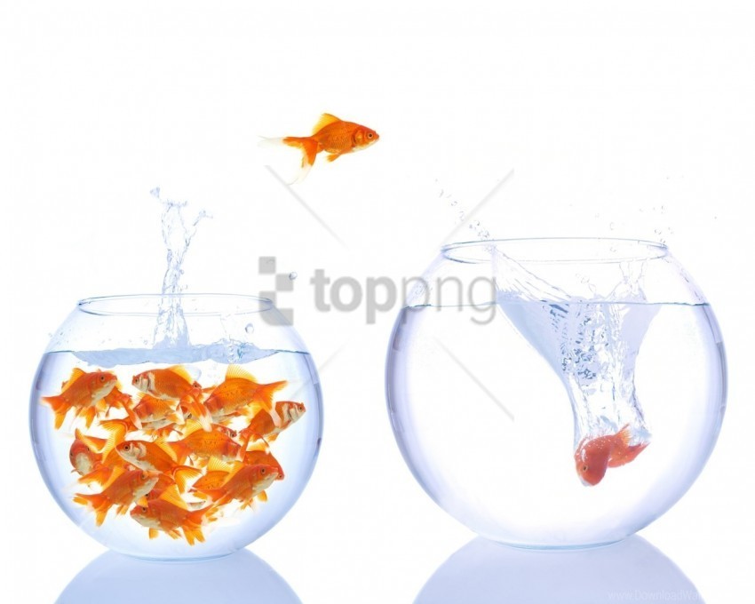 aquarium fish gold water wallpaper Isolated Object with Transparency in PNG