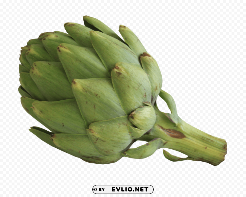 artichoke Transparent PNG Isolated Element with Clarity