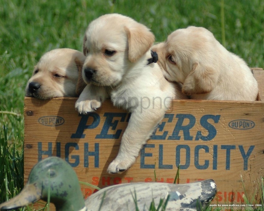 babies labrador puppies retriever white wallpaper PNG images for mockups