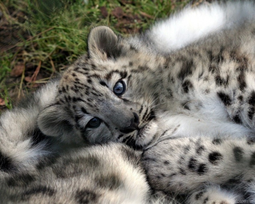 baby face leopard cub predator wallpaper Clear PNG pictures compilation