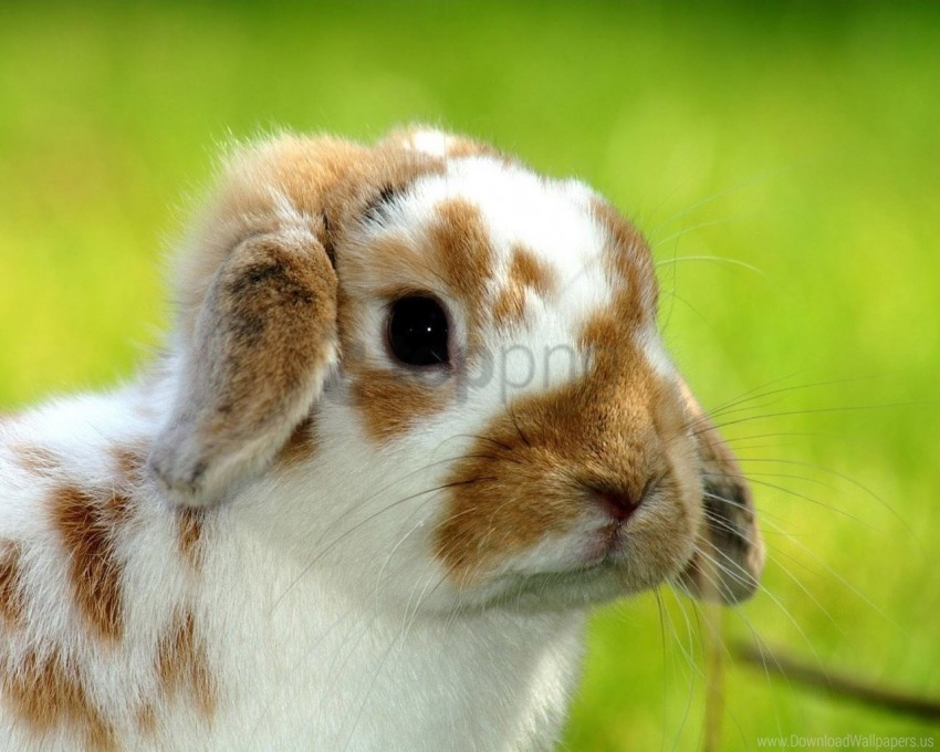 baby rabbit snout spotted wallpaper PNG images with no background comprehensive set