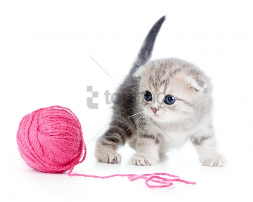ball kitten thread white wallpaper PNG images with no background necessary