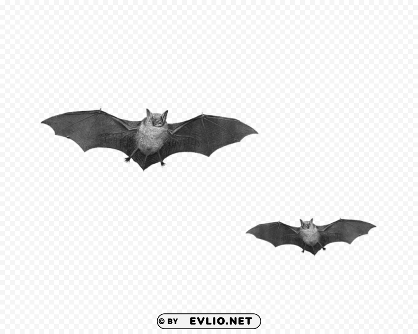 bat duo Isolated PNG Object with Clear Background