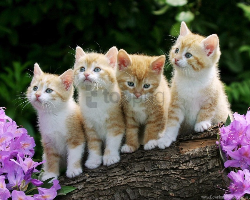 Beautiful Flowers Fluffy Kittens Wallpaper Free PNG Images With Clear Backdrop