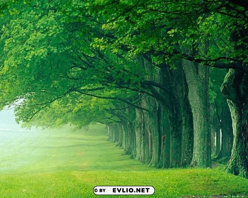 beautiful green forest PNG file with no watermark