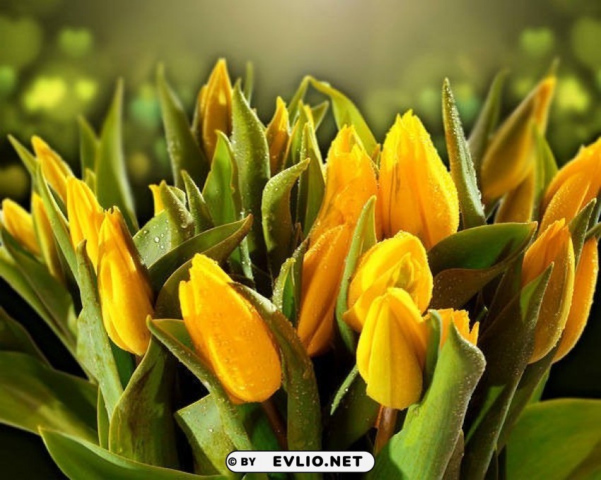 beautiful yellow tulips Transparent PNG images with high resolution