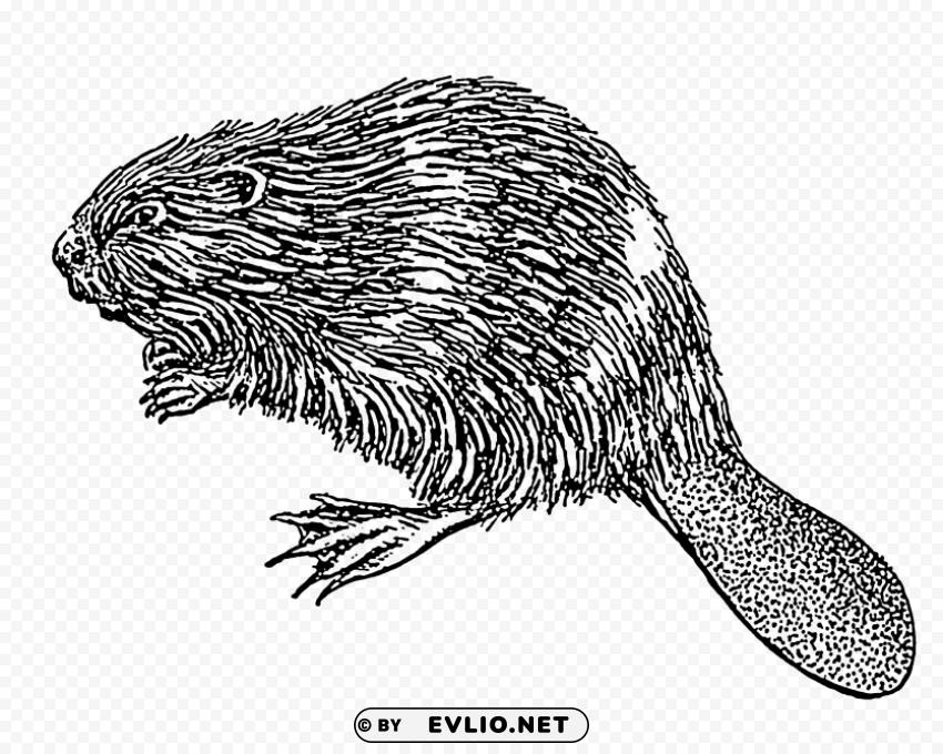 beaver illustration Isolated Item with Transparent Background PNG