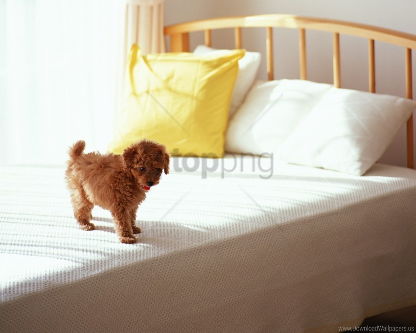 bed curls morning puppy wallpaper Isolated Object in Transparent PNG Format