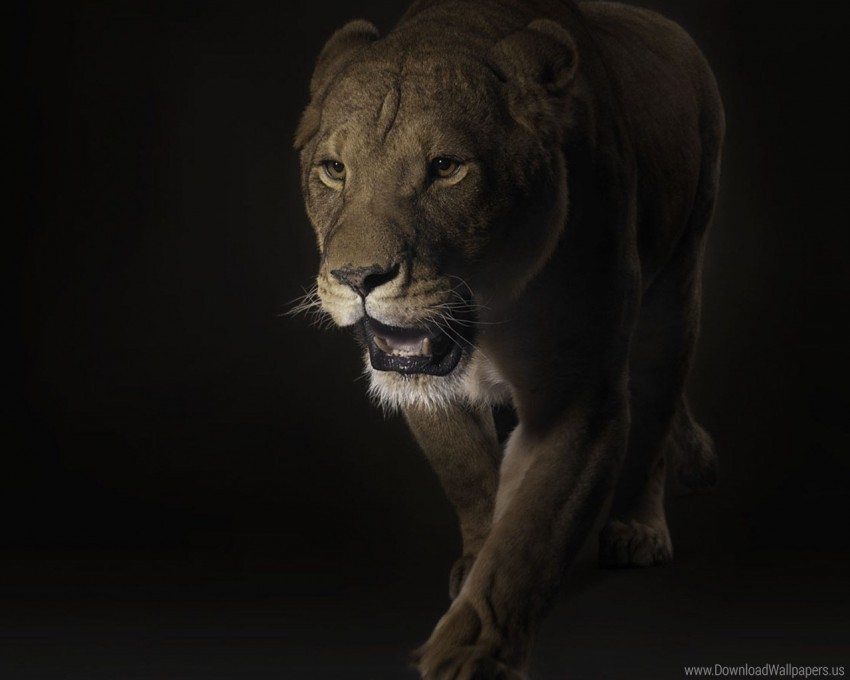 big cat dark face lion predator shadow wallpaper PNG Image with Clear Isolation