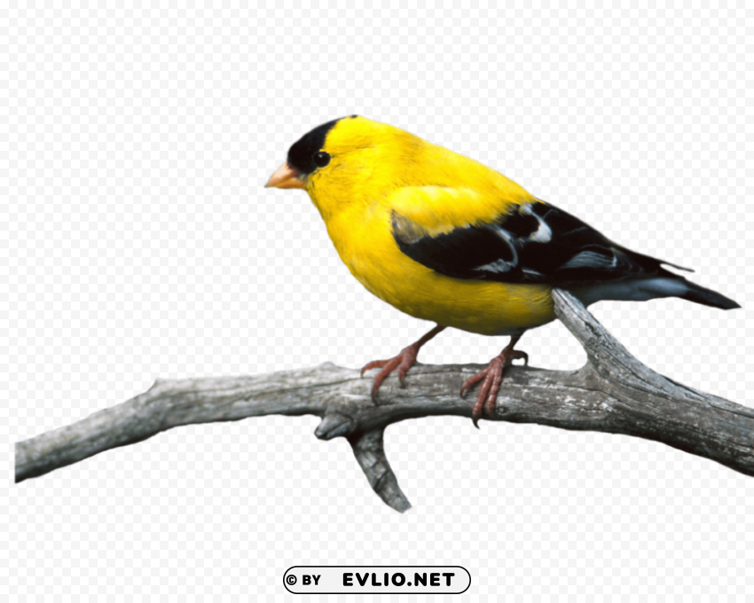 Birds PNG files with alpha channel