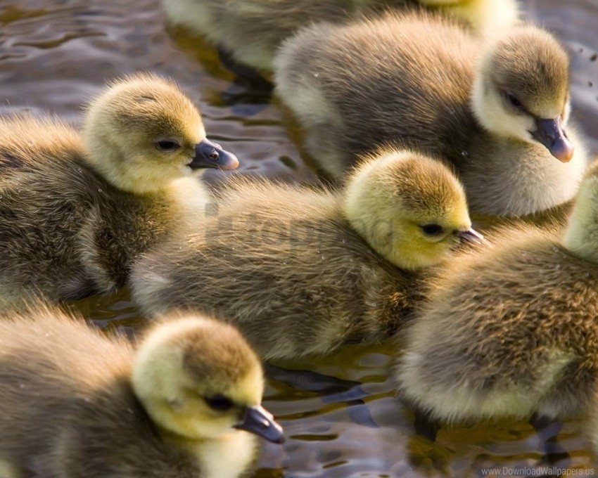 birds calves color ducklings float wallpaper Free PNG images with transparency collection
