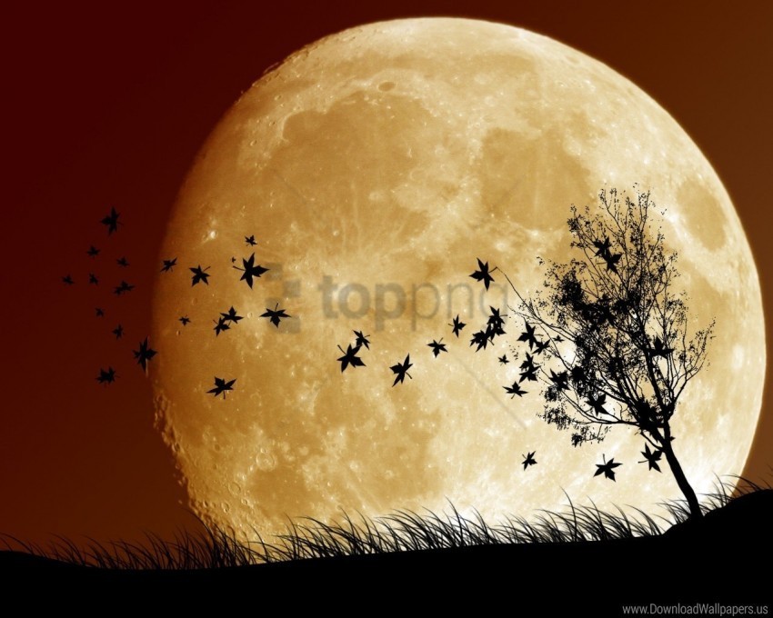 birds moon planet shadow sky wallpaper Transparent PNG Isolated Item