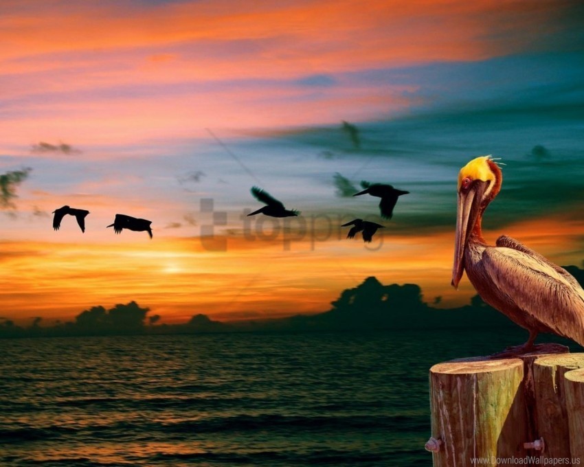 birds nature pelican sunset wallpaper PNG Graphic Isolated with Clear Background