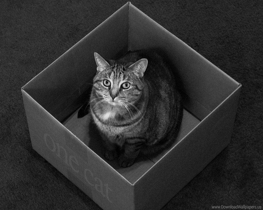 black and white box cat sitting wallpaper PNG images with alpha transparency diverse set