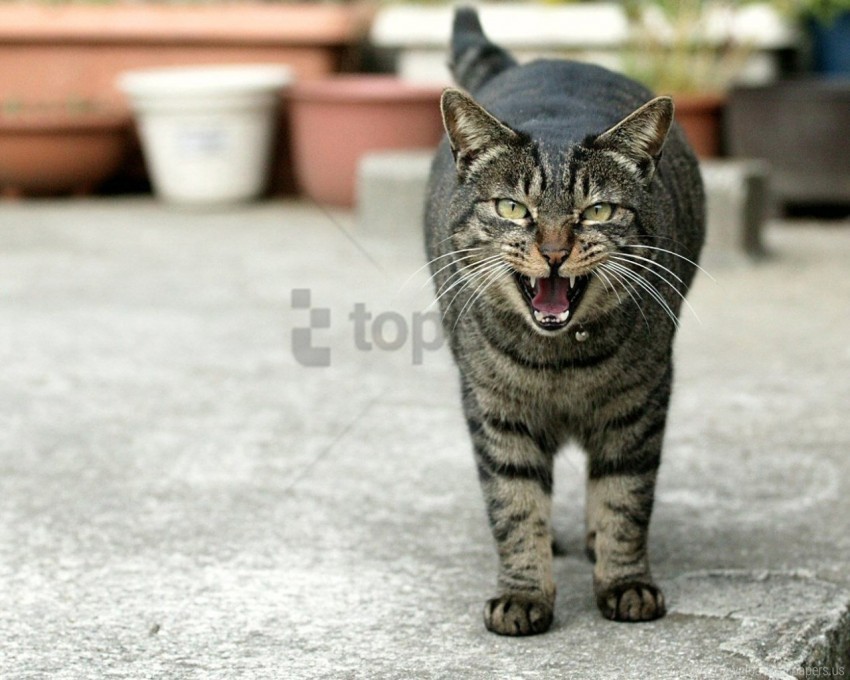 black cat meow mouth striped teeth wallpaper Isolated PNG Object with Clear Background
