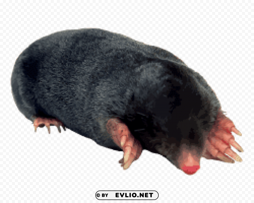 black mole PNG files with alpha channel png images background - Image ID a1a5038d