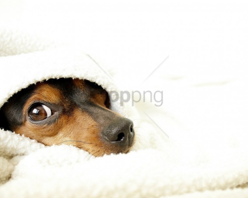 blanket dog eye face white wallpaper PNG files with transparency
