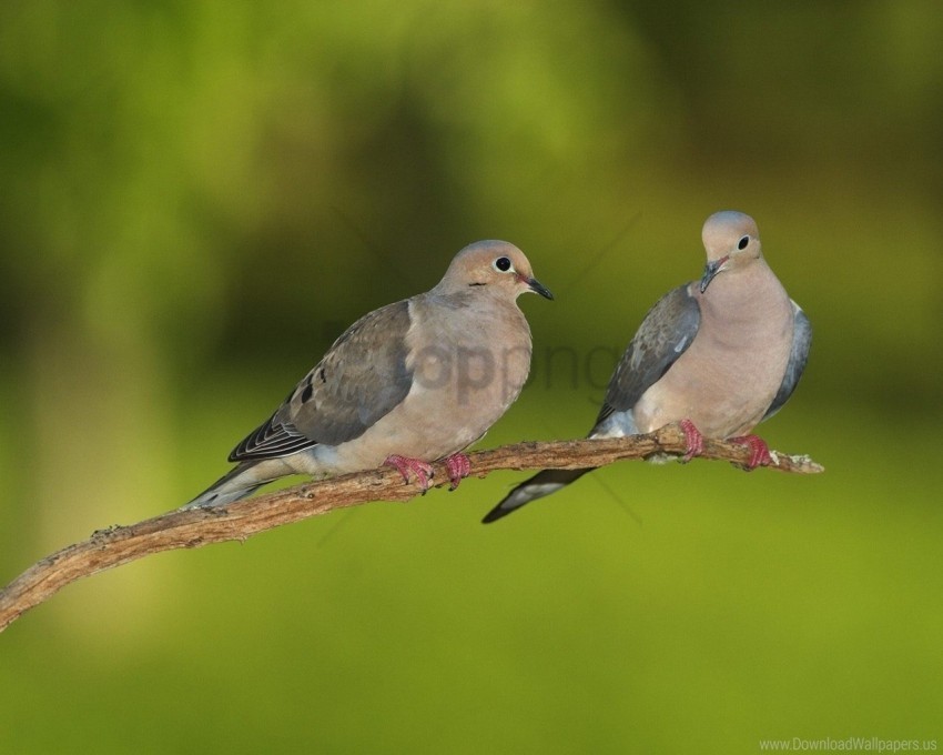 blurring branch grass pigeons wallpaper Isolated Element on Transparent PNG