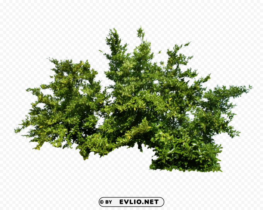 bush Free download PNG images with alpha transparency