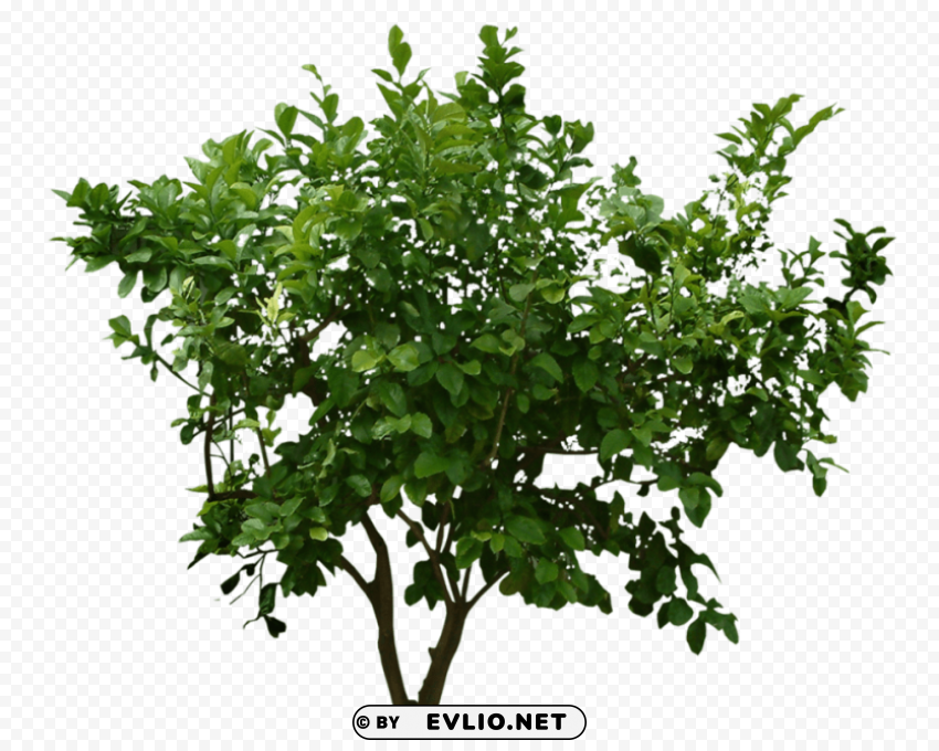 PNG image of bushes PNG transparent stock images with a clear background - Image ID 9371812a
