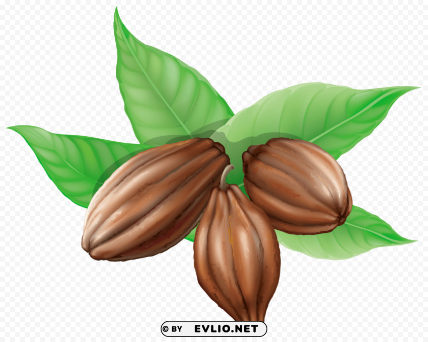 cacao PNG transparent elements package