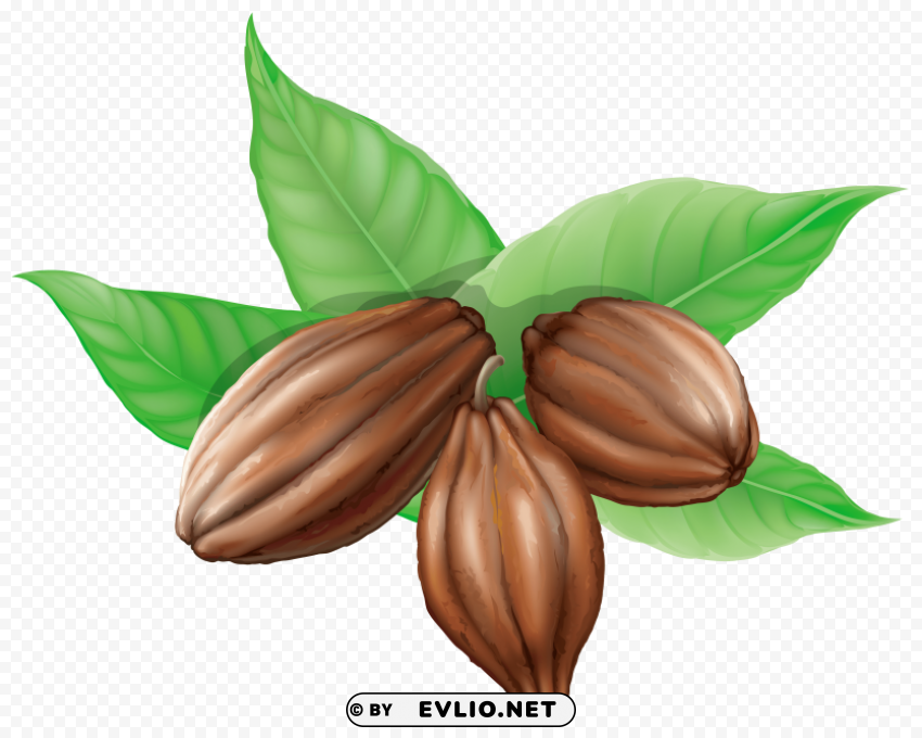 Cacao Beans Transparent PNG Illustrations