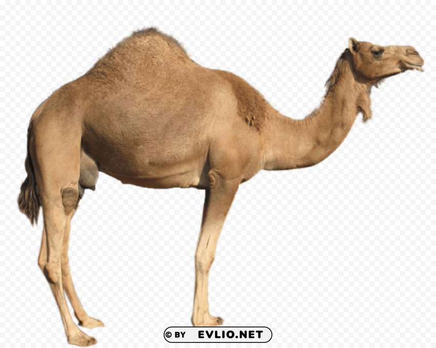 camel Isolated Subject on Clear Background PNG