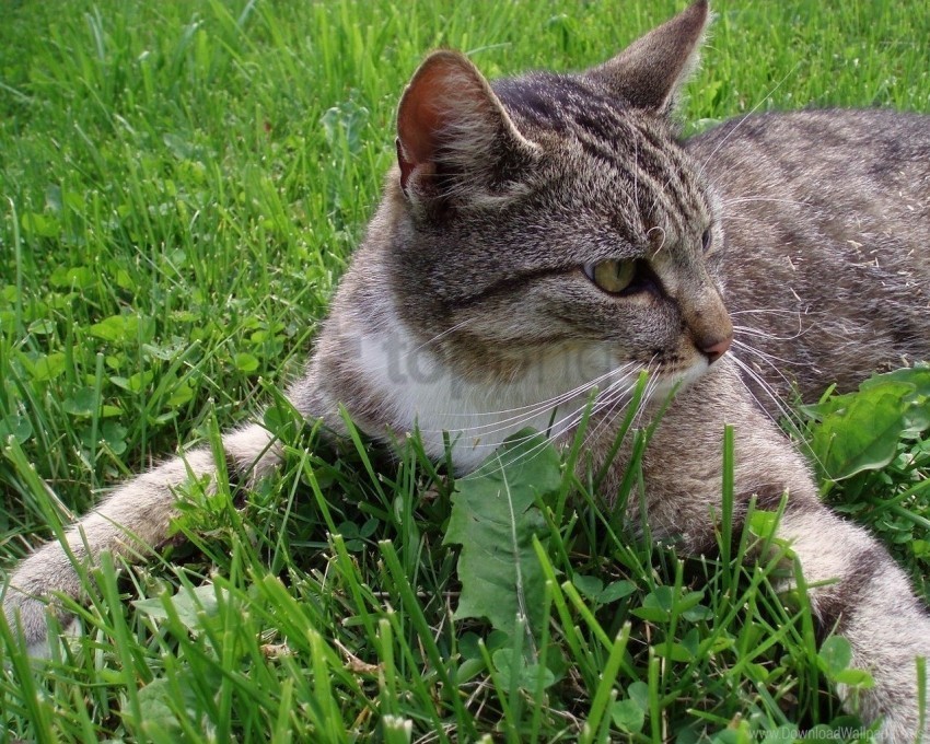 cat down grass hunting tabby wallpaper PNG files with no background free