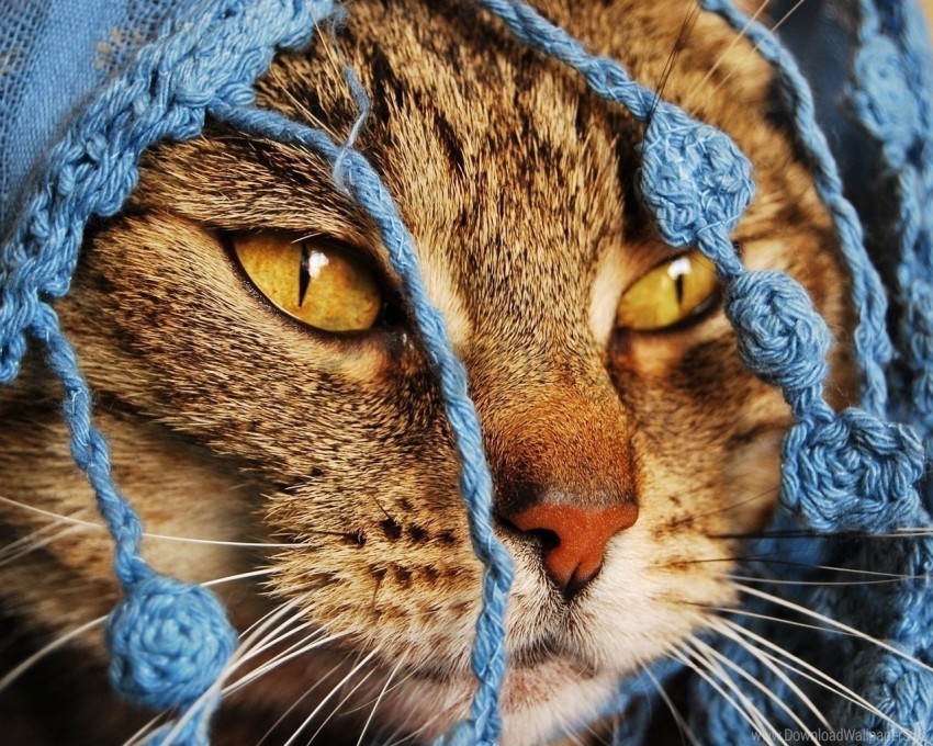 cat eyes face knitted scarf wallpaper PNG transparent images extensive collection