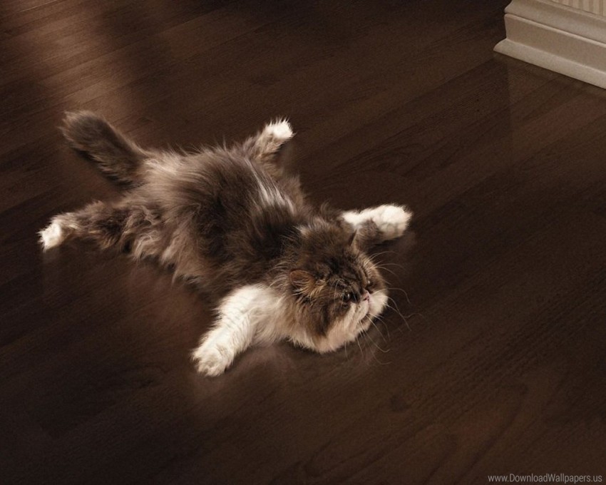 cat floor fluffy kitchen lie wallpaper PNG Image Isolated with Clear Transparency