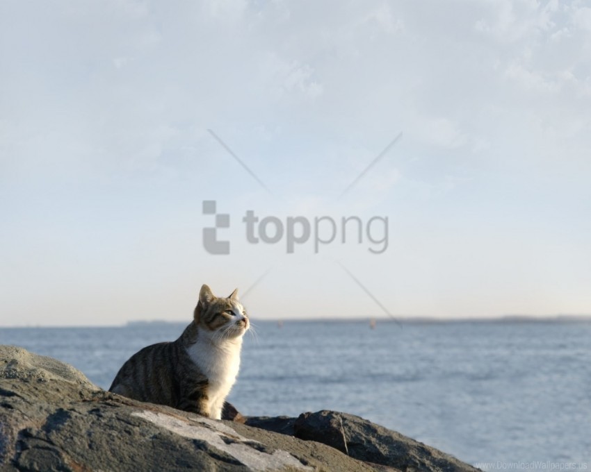 cat rocks sea sit sky watch wallpaper PNG Isolated Object on Clear Background