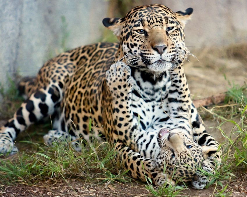 cats jaguar jaguar cub kitten motherhood predators wallpaper PNG file without watermark