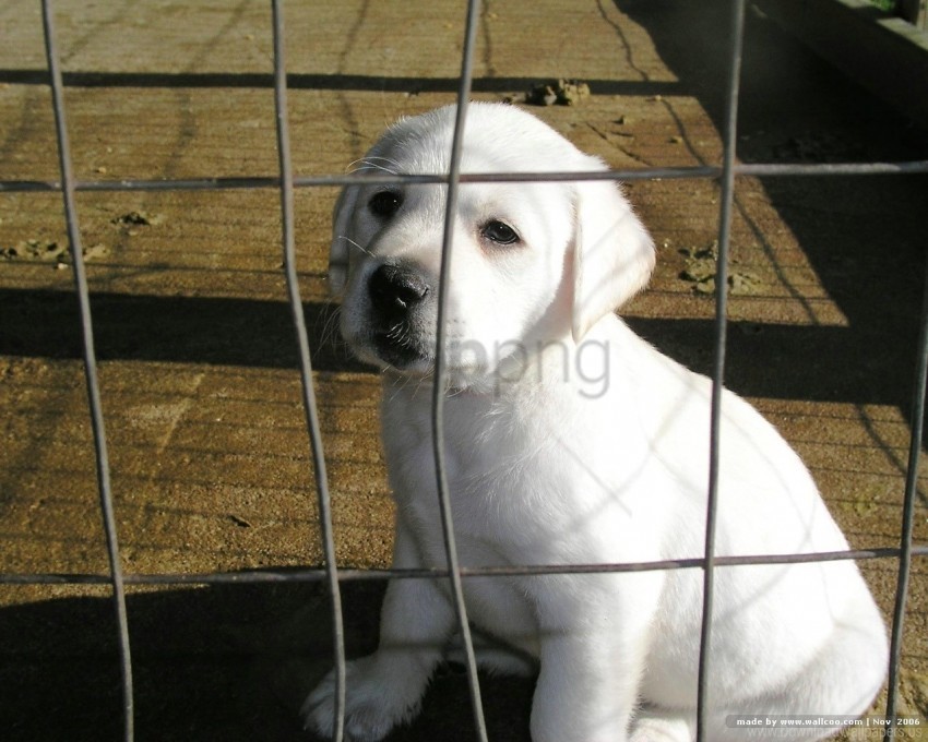 cell labrador puppy retriever white wallpaper PNG transparent design bundle