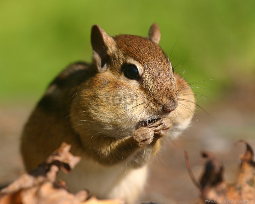 cheeks chipmunk grass stocks wallpaper Isolated Subject with Clear Transparent PNG